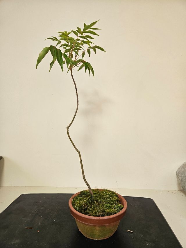Prebonsai Rhus Sucedanea Bonsai