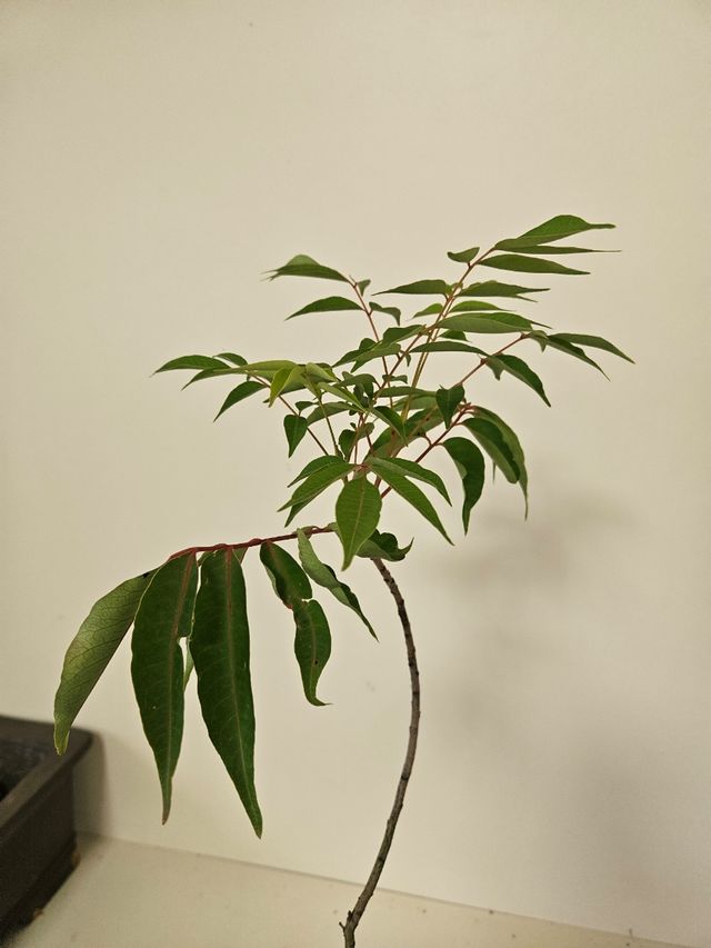 Prebonsai Rhus Sucedanea Bonsai
