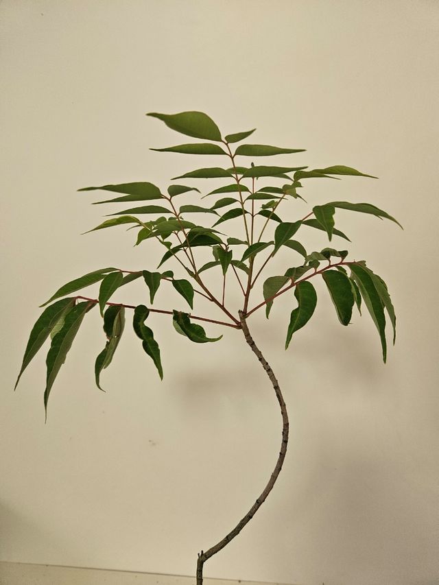 Prebonsai Rhus Sucedanea Bonsai