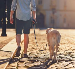 Servei de passeig de gos