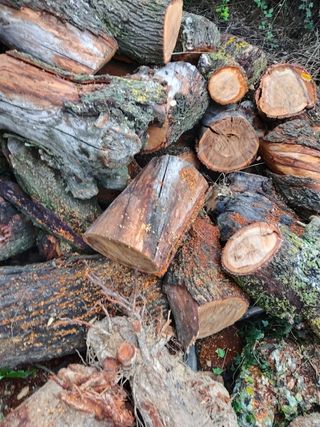 Leña Olivo & Almendro - Seca