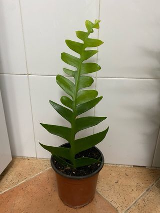 Epiphyllum chrysocardium - Planta