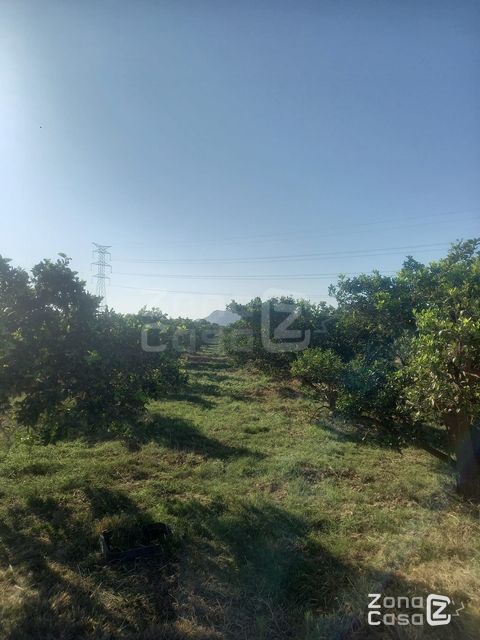 Finca rústica Algemesí