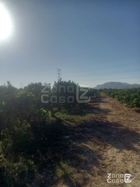 Finca rústica Algemesí