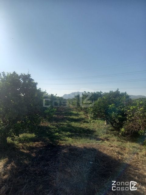 Finca rústica Algemesí