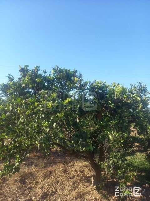 Finca rústica Algemesí
