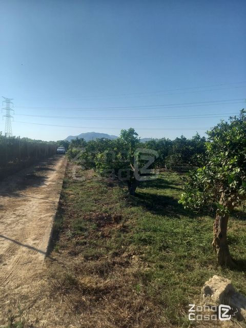 Finca rústica Algemesí