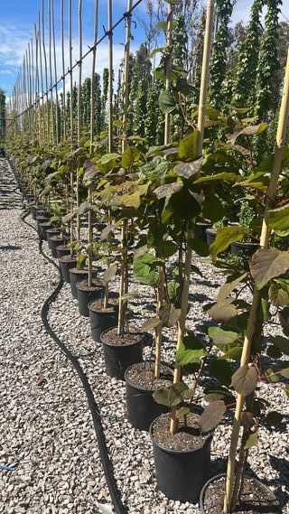 Kiwi - ACTINIDIA AUTOFERTILE (vaso 9 L) - FOTO REA
