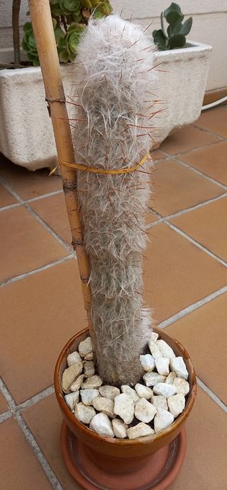 Cactus Oreocereus