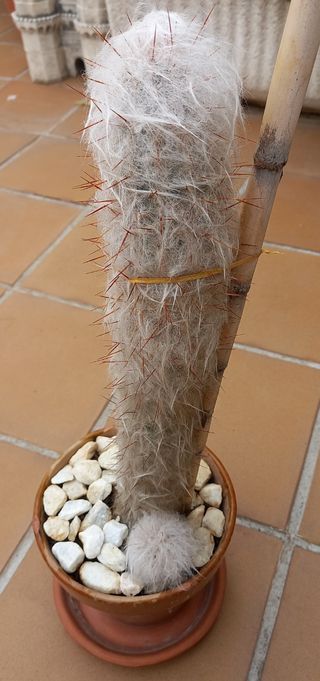 Cactus Oreocereus