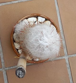 Cactus Oreocereus