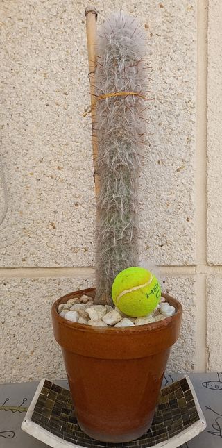 Cactus Oreocereus