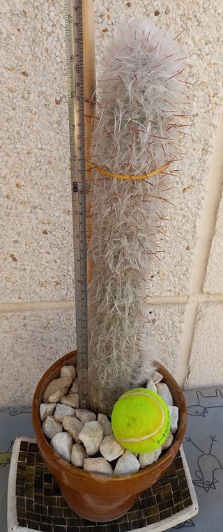 Cactus Oreocereus