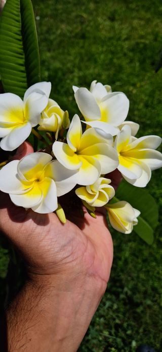 Plumeria 'Mariage'