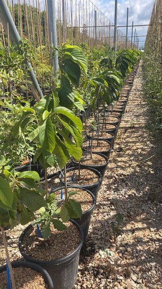 Pawpaw - ASIMINA TRILOBA (vaso 9 L) - FOTO REALI