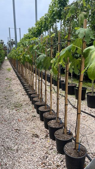 Fichi Rouge - Piante