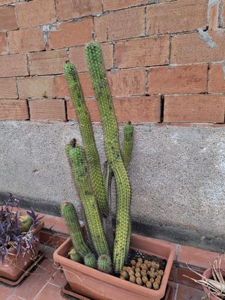 Cactus Cereus - 4 ejemplares