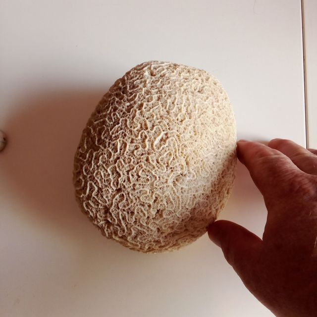 Coral Cérebro Decorativo