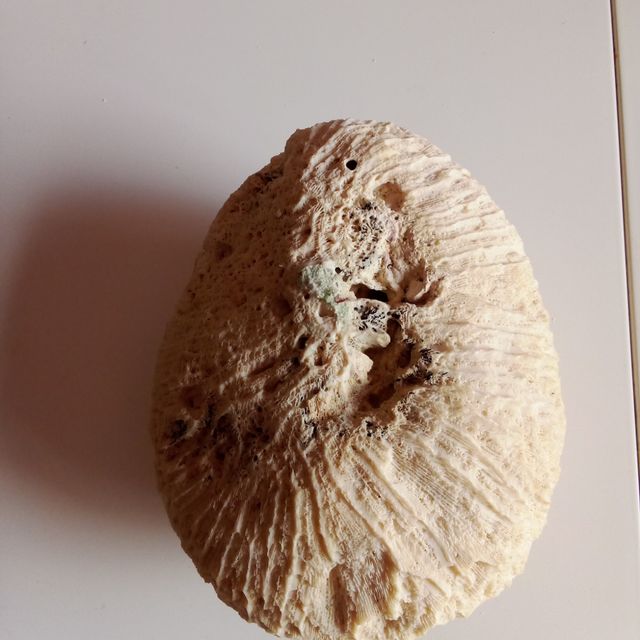 Coral Cérebro Decorativo