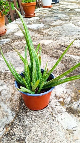 Aloe Vera planta