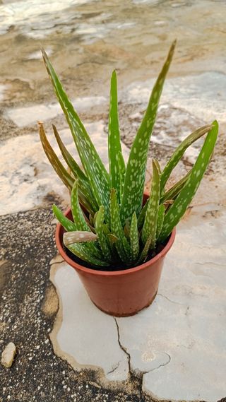 Aloe Vera planta