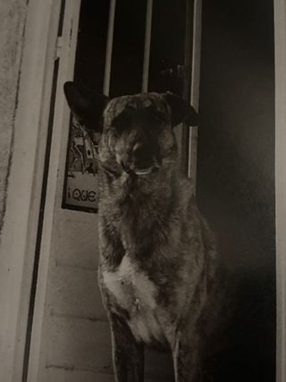 Foto perro vintage enmarcada