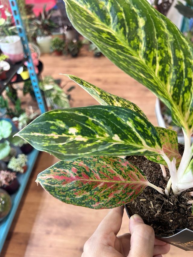 Aglaonema Cocomelon 