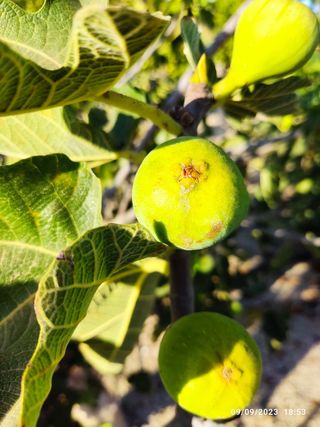 Finca frutales 2002m2 a 100 m. Colegio Publico