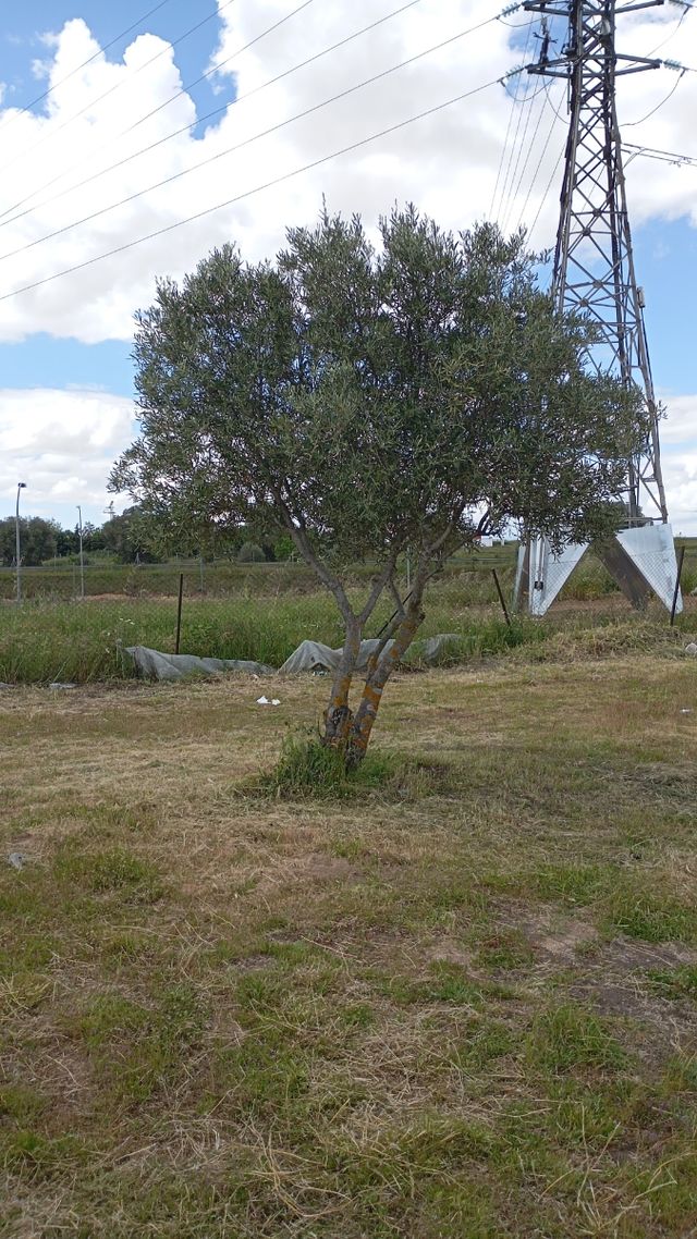 Desbrozado y limpieza