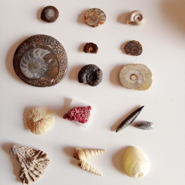 Fósseis de amonite e conchas diversas