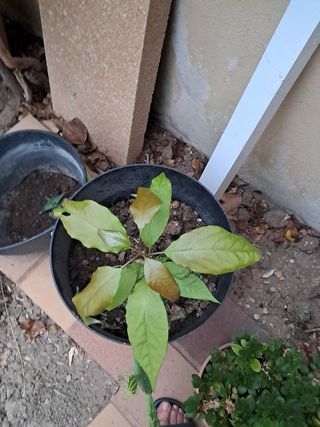 Pianta di avocado in vaso