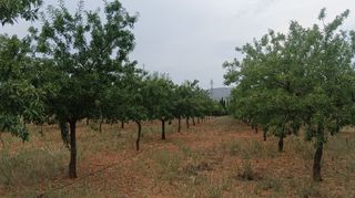 Terreno Rústico de Regadío