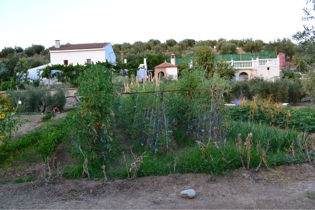 Finca rústica - Casa, piscina y barbacoa