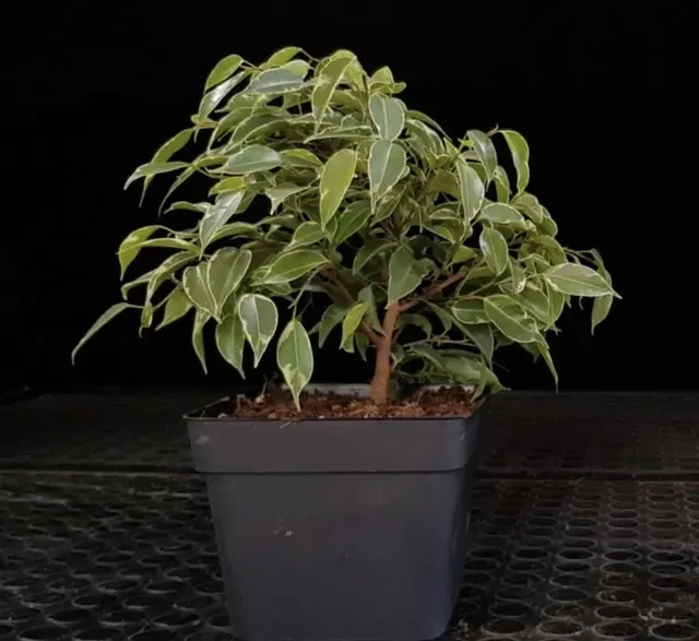Ficus Kinki para Bonsai