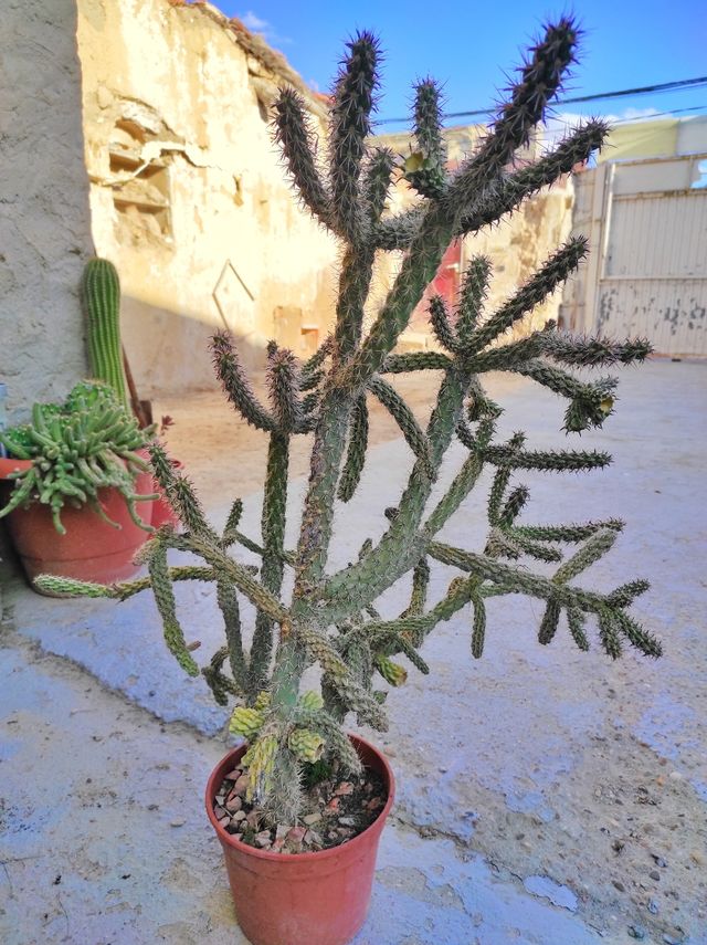 Cactus grande - Planta