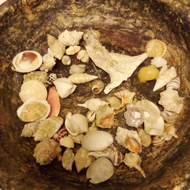 Conchas - Decoração