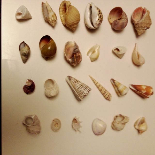 Conchas - Decoração