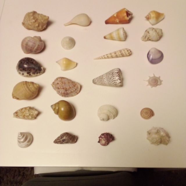 Conchas - Decoração