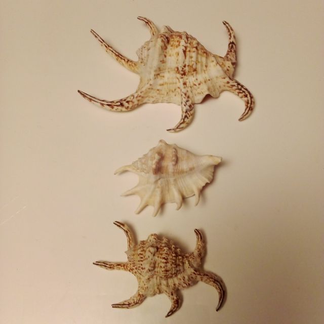 3 Conchas de Escorpião Marías