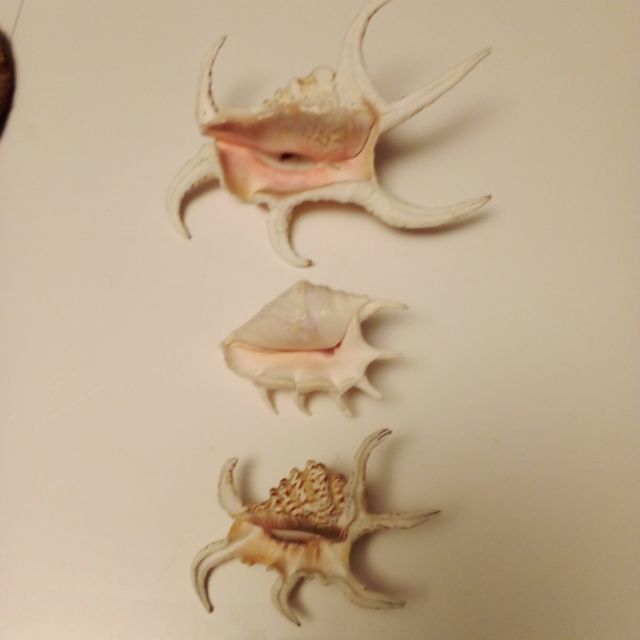 3 Conchas de Escorpião Marías