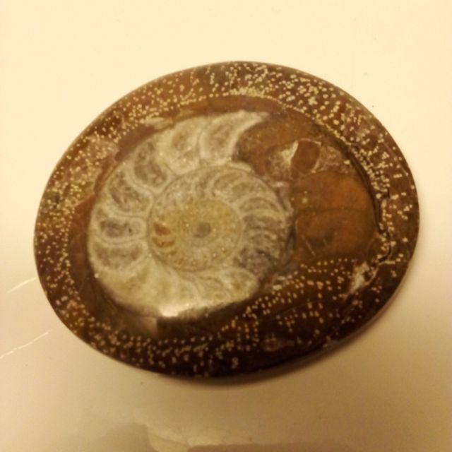 Amonite polido 200 milhões de anos