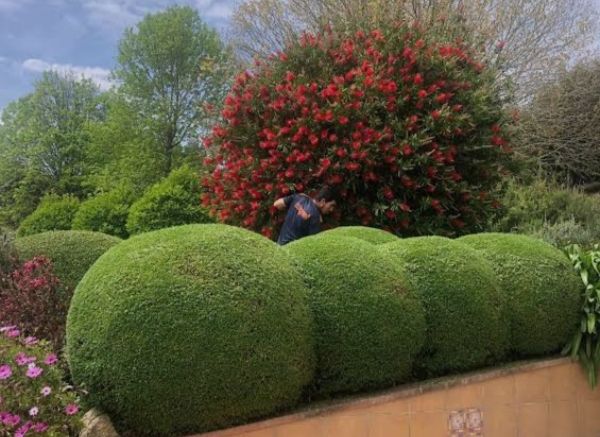 Servicios jardinería