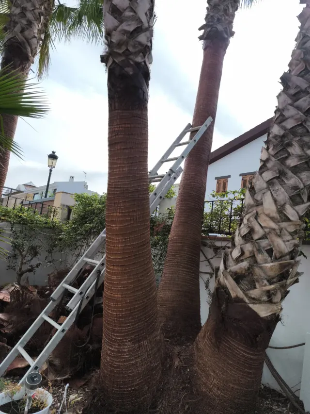 Servicios jardinería