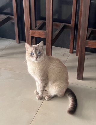 Cuidado de Mascotas 