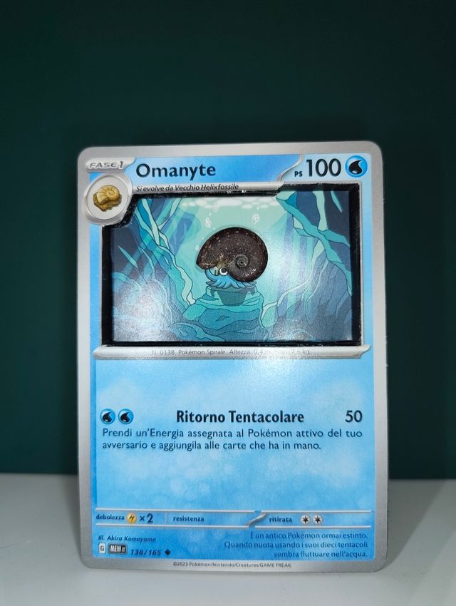 Omanyte-Espositore fossile ammonite 