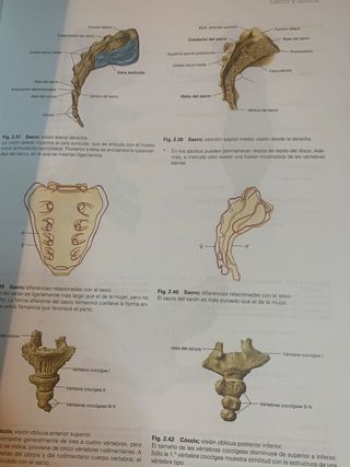 Sobotta Atlas de anatomía humana Anatomía general