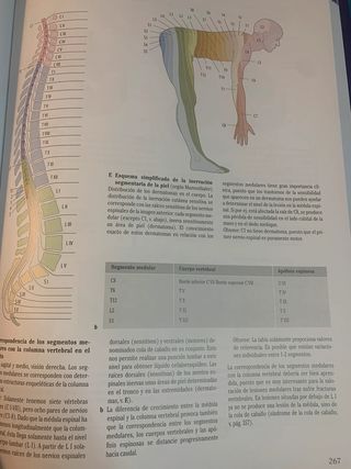 Prometheus Anatomia cabeza y neurona atómia