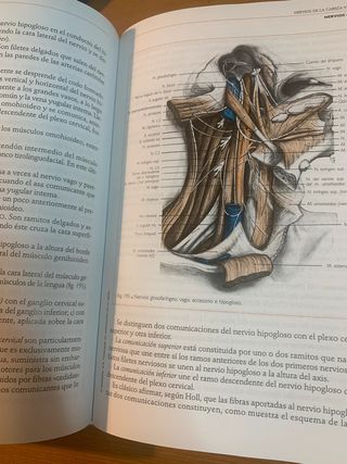Eouviere anatomía humana tomo 1 cabeza y cuello