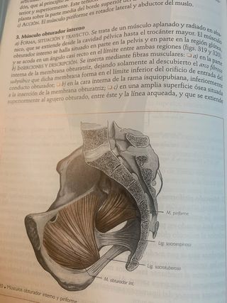 Rouviere anatomía humana miembros tomó 3