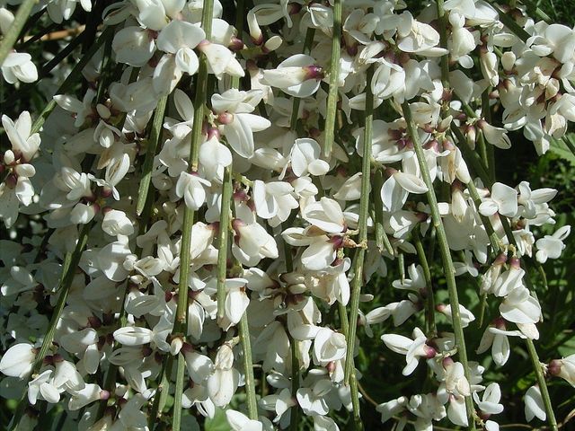 Semi di Ginestra Bianca